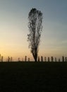 foto albero di cipresso con prospettiva effetto geyser Royalty Free Stock Photo