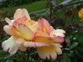 Foto HD de flor amarilla y rosa natural / HD photo of natural yellow flower Royalty Free Stock Photo