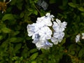 Foto HD de flor blanco marfil natural HD photo of natural white flower Royalty Free Stock Photo