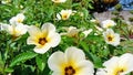 Foto flower yellow whitish beautiful colour and elegan