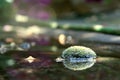 Foto of forest floor in the morning. Dew on moss sun flare effect. Anophyte in the water.