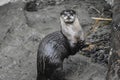 Foto retrato de una nutria.