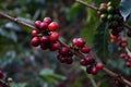 Unpicked red coffee berries in Nicaragua Royalty Free Stock Photo