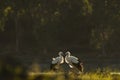 Fotografia de naturaleza