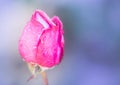 Fotografia macro di un bocciolo di rosa