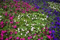 Flores de colores en el parque nacional de Yangminshan.