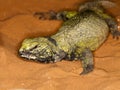 FOUETTE QUEUE uromastyx acanthinurus