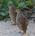 Brown Quail in Australasia