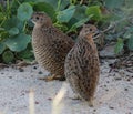 Brown Quail in Australasia