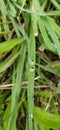 Found beautiful pearls on grass