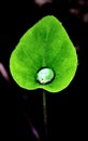 Colocasia esculenta with a single drop of water in a rainy day.