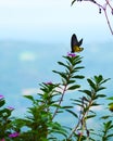 Yellow Butterfly feeding on a sunny day Royalty Free Stock Photo