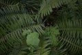 Western sword fern Polystichum munitum, 1.