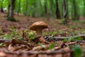 Wild mushroom deep inside the forest