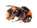 Found dead - Bombus terrestris aka buff-tailed or large earth bumblebee with nest mites. Royalty Free Stock Photo