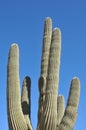 Desert Scene - Giant Saguaro Cactus - Close Up