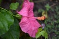 Found this purple Hibiscus near the man made waterfall in San Saba Texas