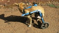 Dog wheel chair in wild myanmar