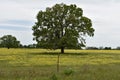 Tree in a field South of Sulphur Springs Texas on Hwy 11