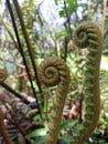 giant Polypodiophyta in forest volcano Banda Neira Royalty Free Stock Photo