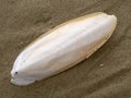 Found, natural Cuttlefish bone aka cuttlebone, the internal shell of cephalopod. On sand. Fed to pet birds. Royalty Free Stock Photo