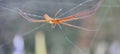 Found Nephila pilipes spider this morning Royalty Free Stock Photo