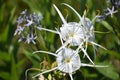 Spider Lilly`s on the side of Hwy 80 West of Mineola TX