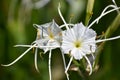 Two Bright White Spider Lilly`s Royalty Free Stock Photo