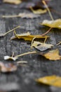 Abounded picnic table in forest Royalty Free Stock Photo