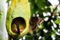 Eating butterflies