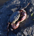 A lined shore crab Pachygrapsus crassipes