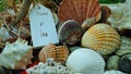 seashells found at sea picture