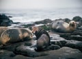 Young seal with a morning curiousness Royalty Free Stock Photo