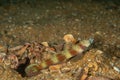 Wide-barred Shrimpgoby, Amblyeleotris latifasciata cloesup