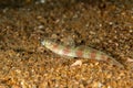 Wide-barred Shrimpgoby, Amblyeleotris latifasciata cloesup