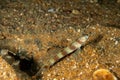 Wide-barred Shrimpgoby, Amblyeleotris latifasciata cloesup