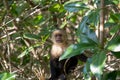 White face Capuchin Monkey Costa Rica Royalty Free Stock Photo