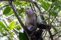 White face Capuchin Monkey Costa Rica Royalty Free Stock Photo