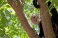 White face Capuchin Monkey Costa Rica Royalty Free Stock Photo