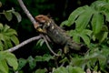 A Red Headed Green Iguana Rests In The Costa Rican Tree Tops Royalty Free Stock Photo