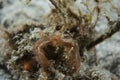Orangutan Crab Achaeus japonicus