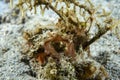 Orangutan Crab Achaeus japonicus