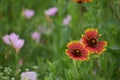 two blanket flowers in a sea of green