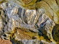 Coral view found in saint martin island. Royalty Free Stock Photo