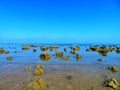 Coral view found in saint martin island. Royalty Free Stock Photo