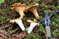 Chanterelle mushroom with center cut Royalty Free Stock Photo