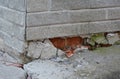 Foundation house wall damage from wetness. Foundation walls with Royalty Free Stock Photo