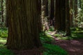 Founder`s Grove in Humboldt Redwoods State Park, California Royalty Free Stock Photo