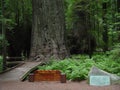 Founder`s Tree in California Redwood Forest Royalty Free Stock Photo