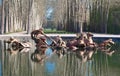 The Fountain of Apollo, Versailles castle , France.